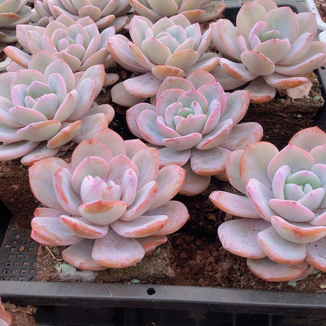 单头韩奶茶35678899900