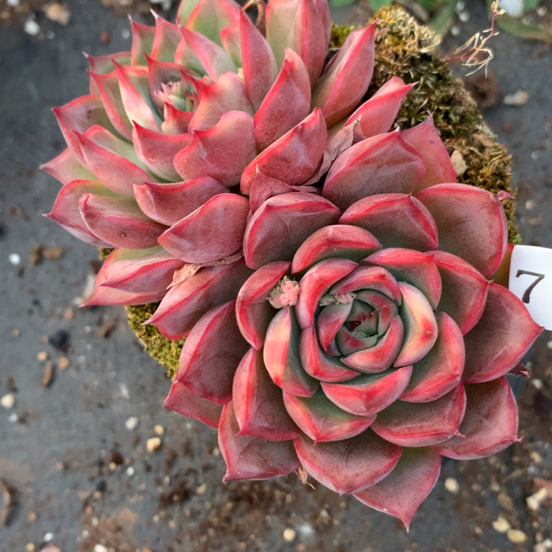 7504杂交多肉植物