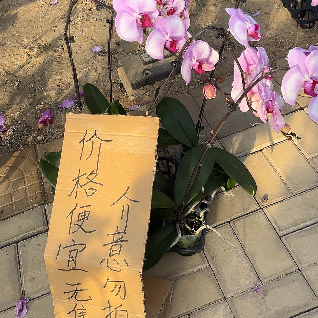 曾***经完全开放蝴蝶兰5个 不售后