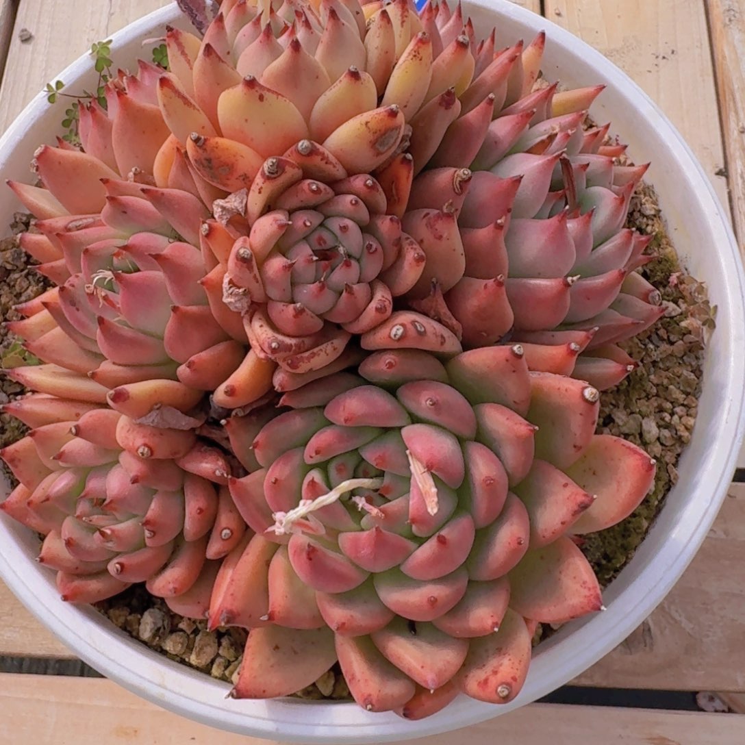 3-3-34皮蛋凡艺多肉