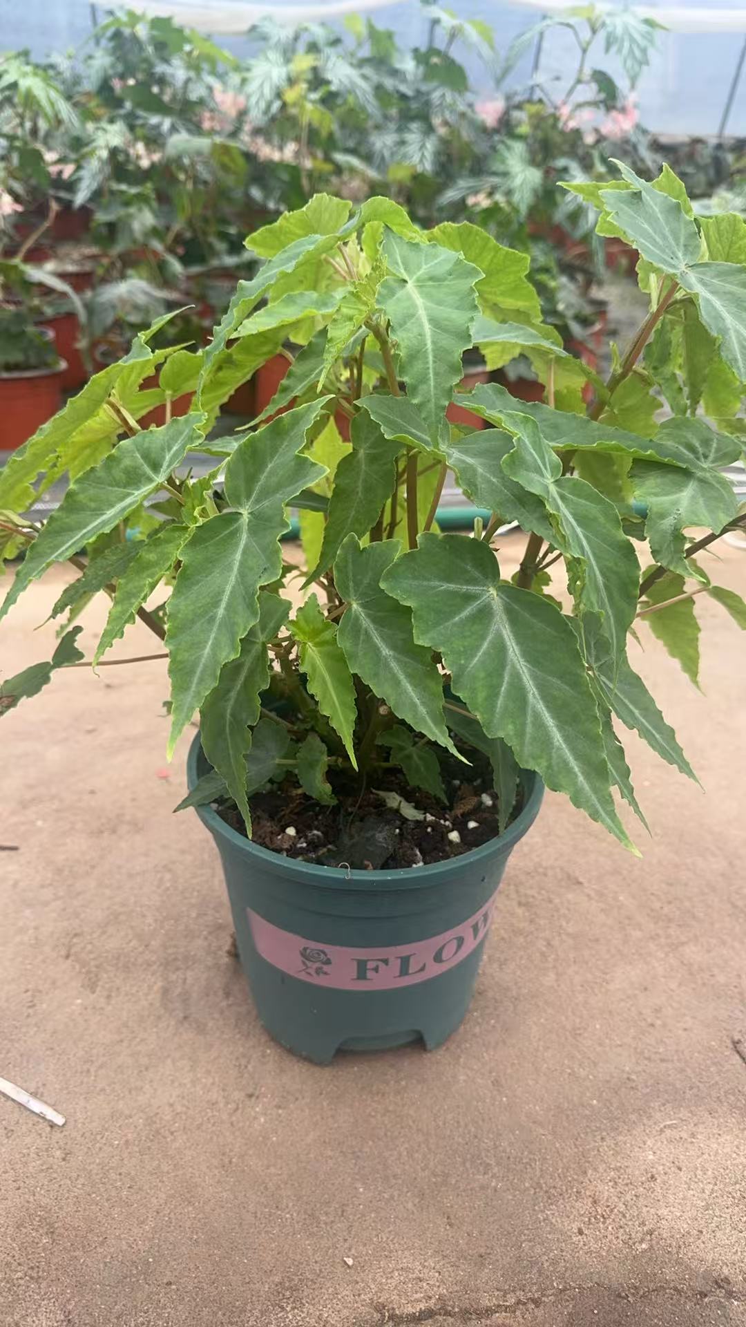 秋海棠牛角老桩（一物一拍）无售后