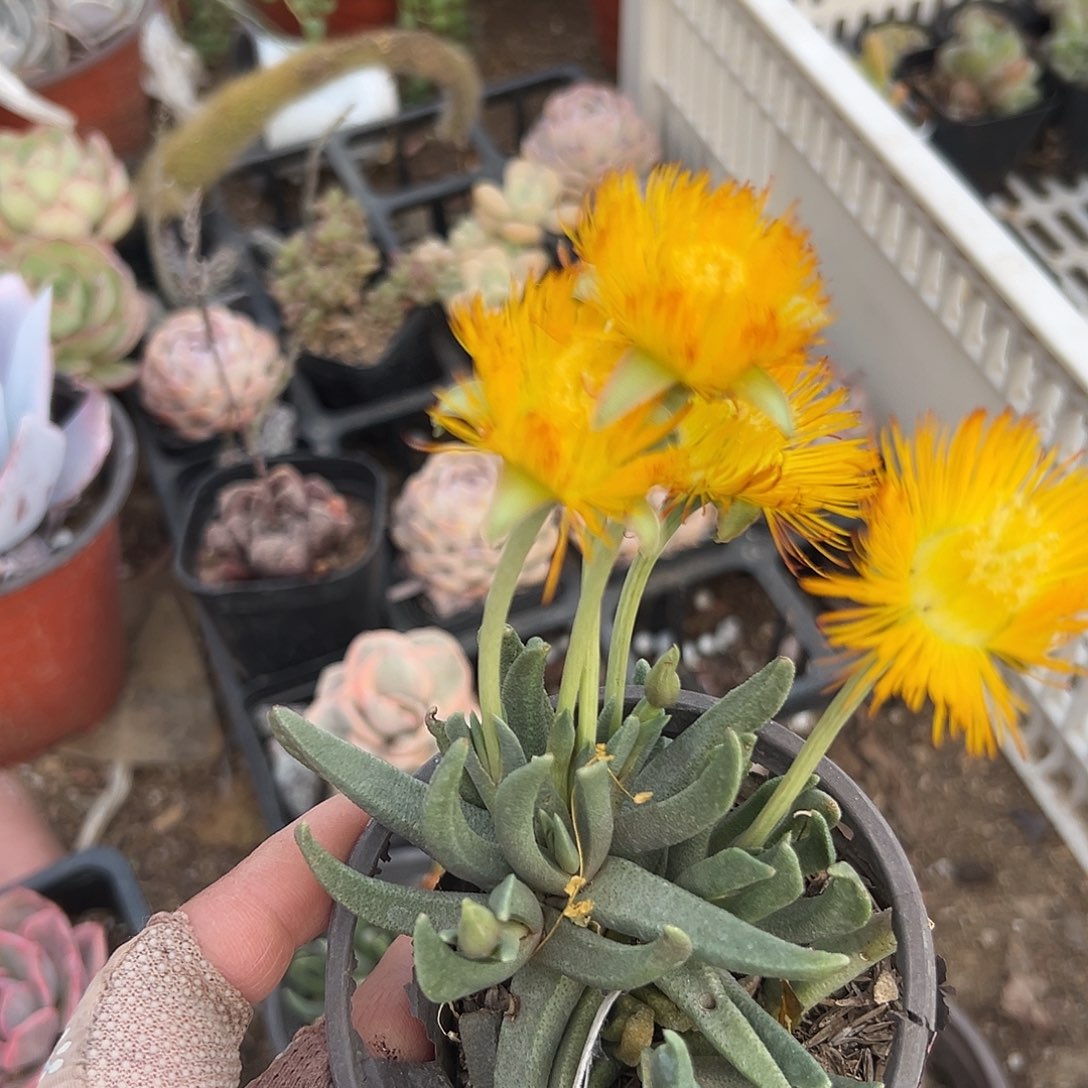 多肉植物黄花奔龙