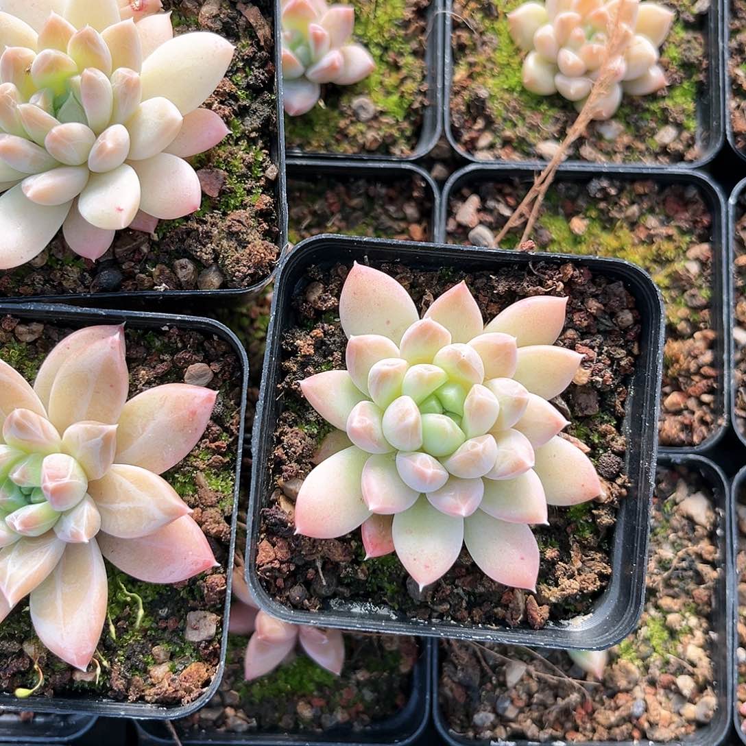 初*阿雅园艺。 不售后781