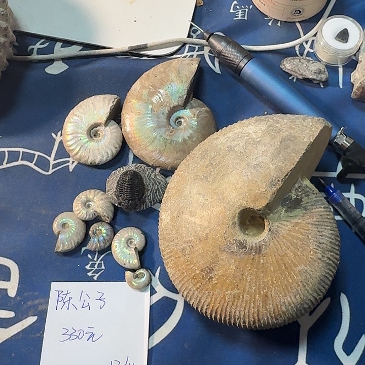 石楠木化石手把件化石化石