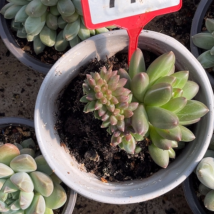 勇***前多肉植物领航员772