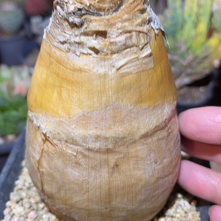 满38包邮2天凑单，脱土晾根发货多肉植物巨凤之卵