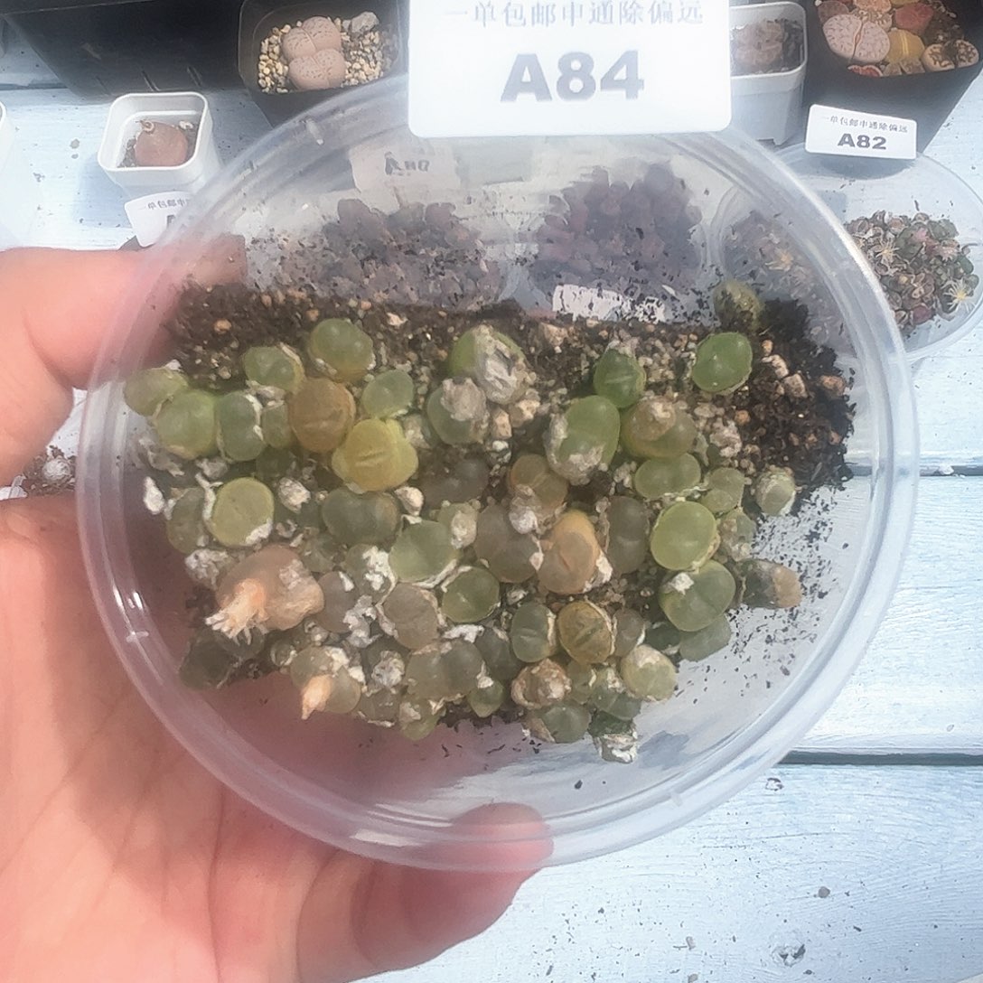 1104–番杏福利a84