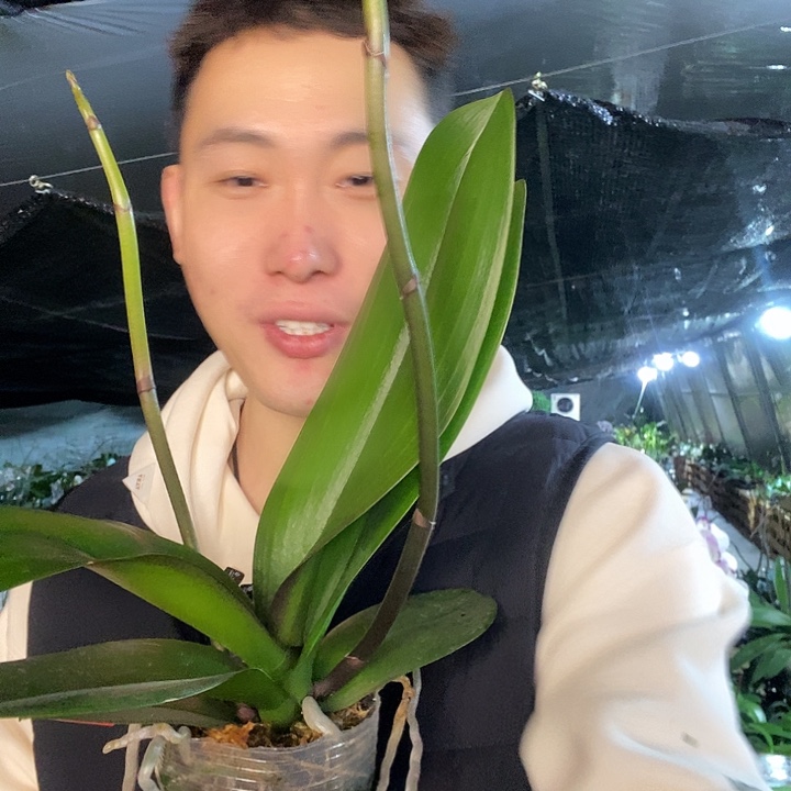 无花朵军团蝴蝶兰