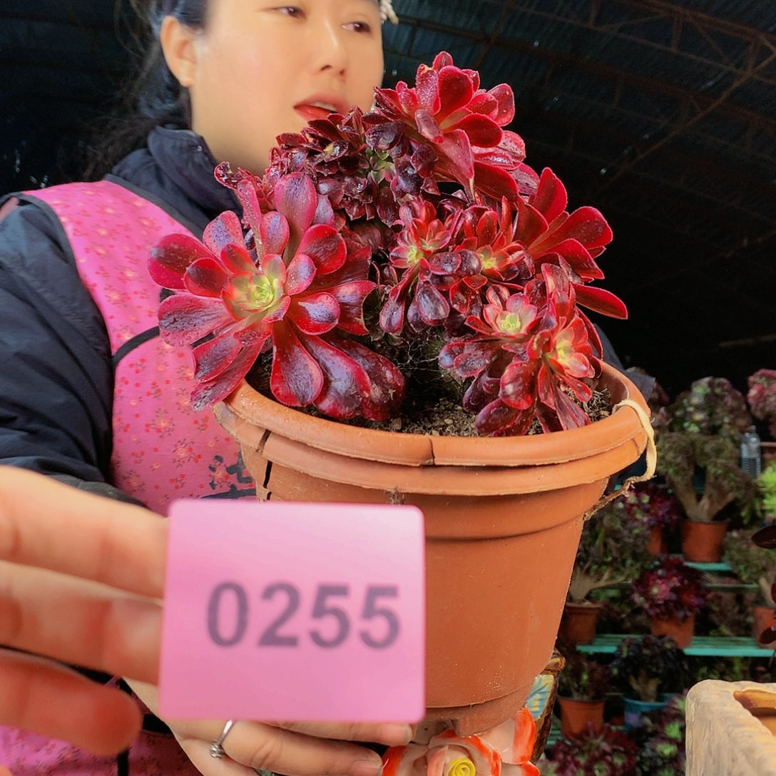 柒哥多肉法师不包侧断枝255