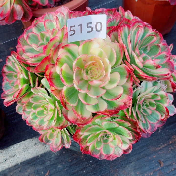 海神捧花多肉发货