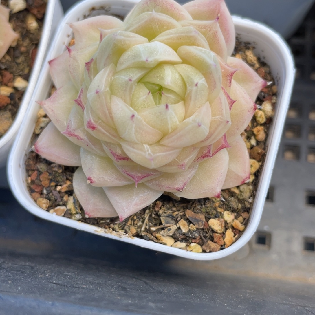 Z1394精品麦杆福利