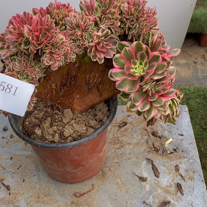 桃***艳完全开放1581号倾城缀化1颗多肉