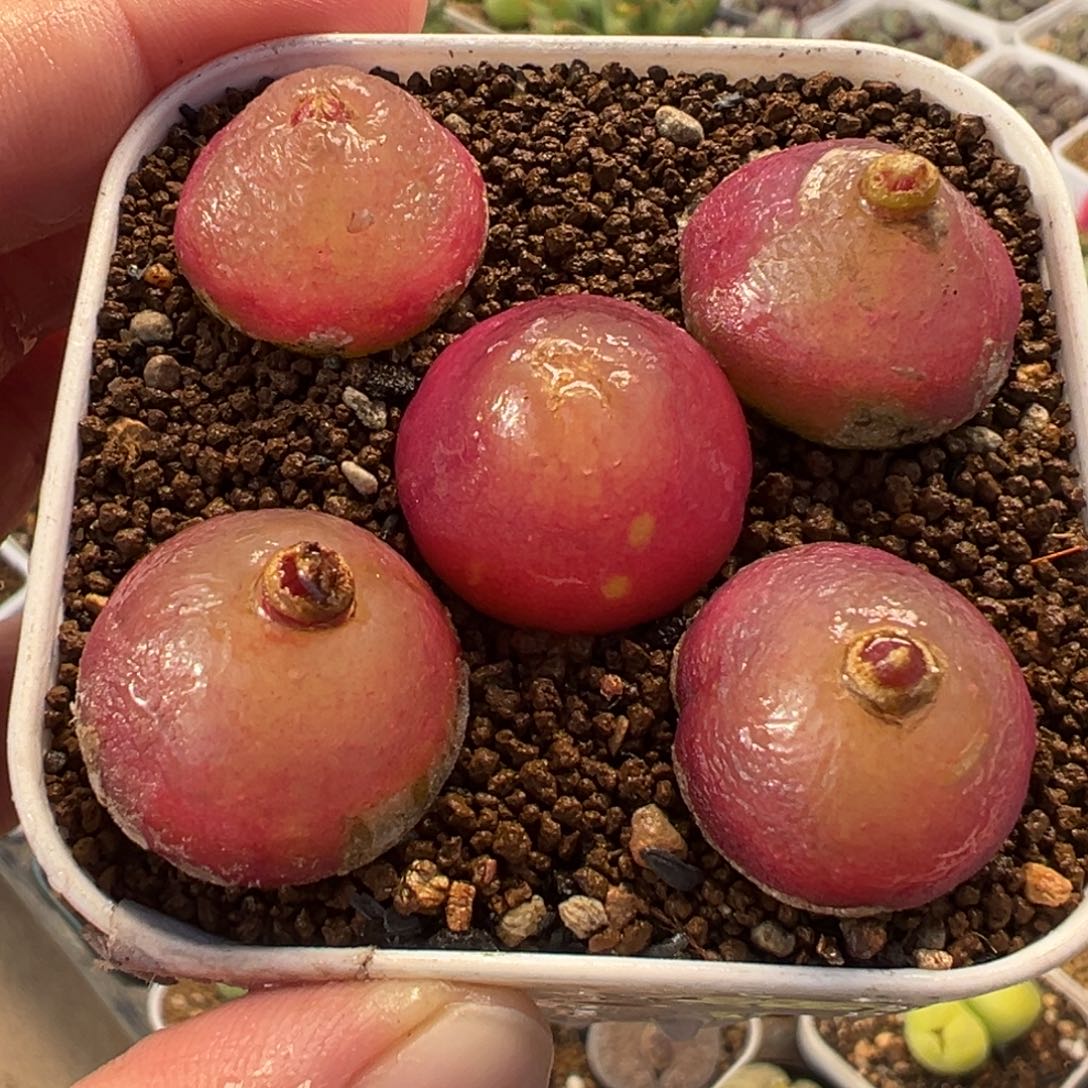 014多肉植物种类多样