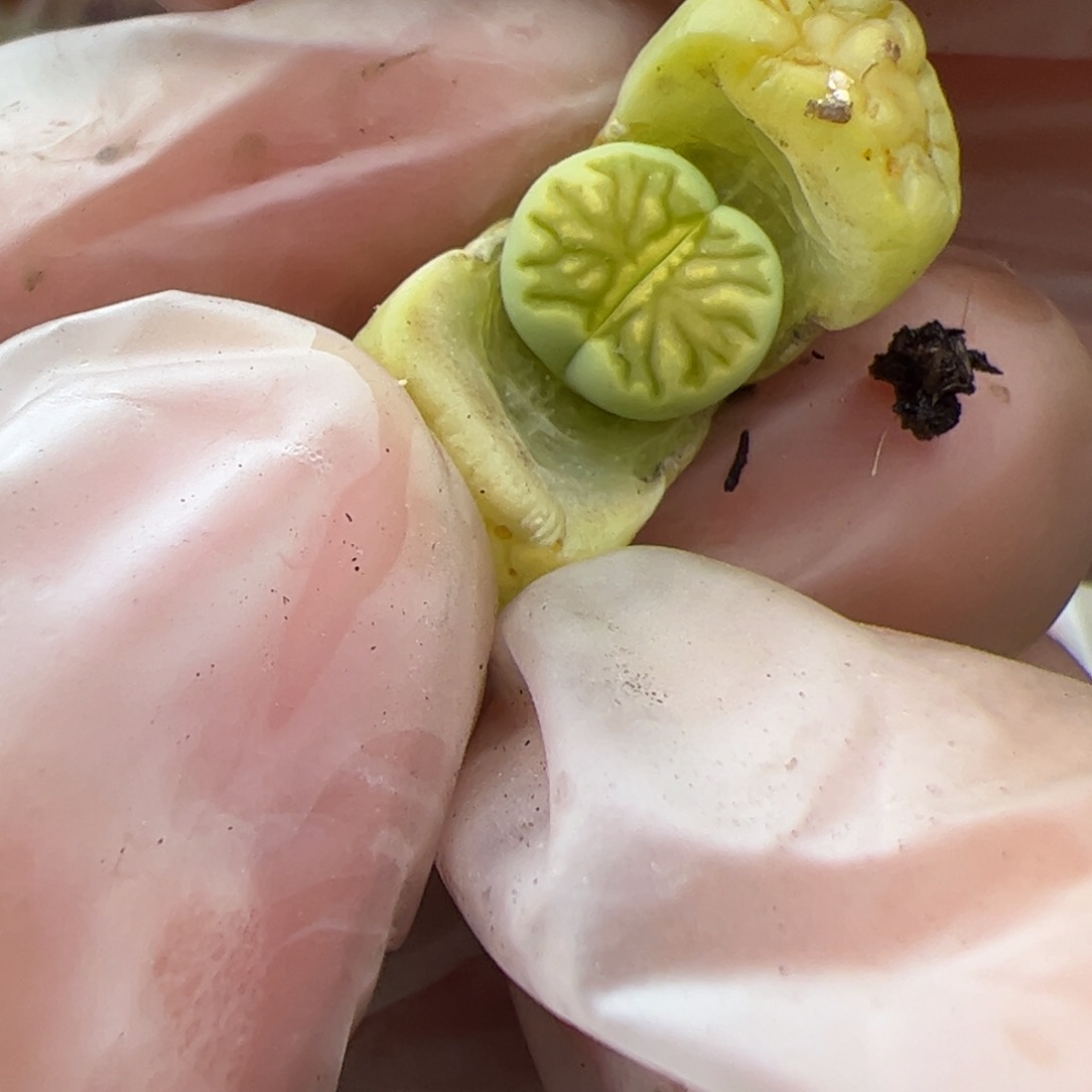 0599号绿菊多肉植物