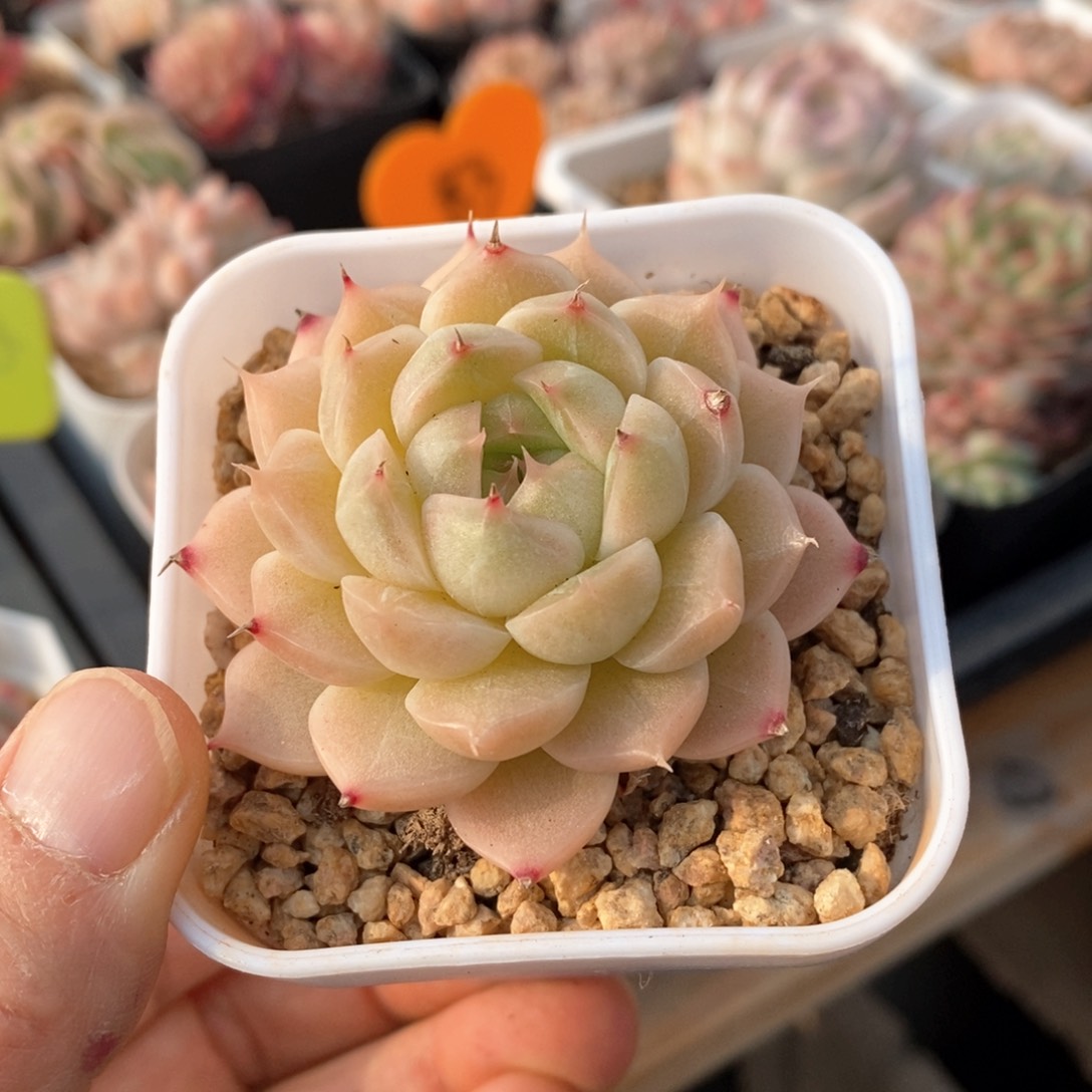 精品多肉一物一拍不包整87