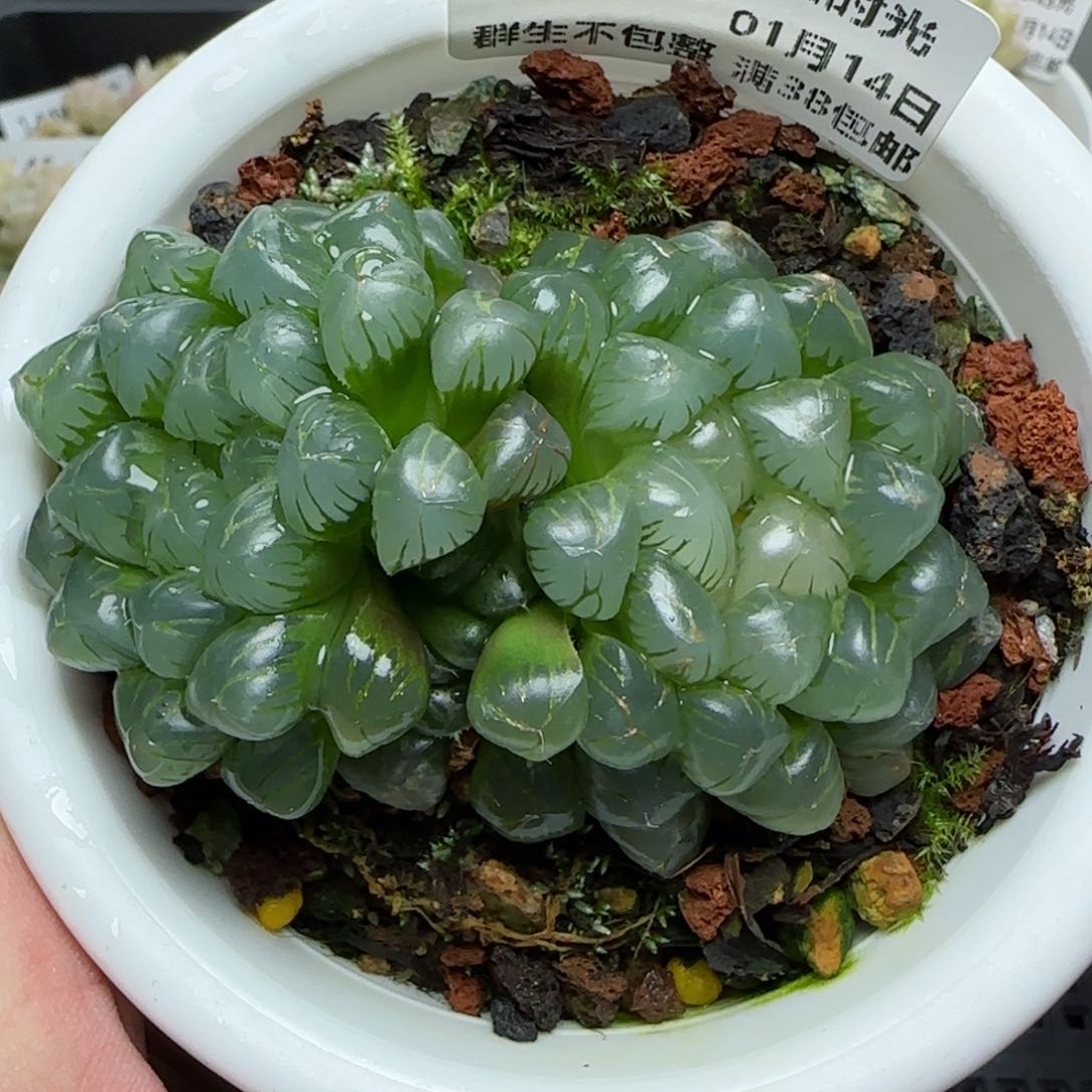 0114-148玉露玉露