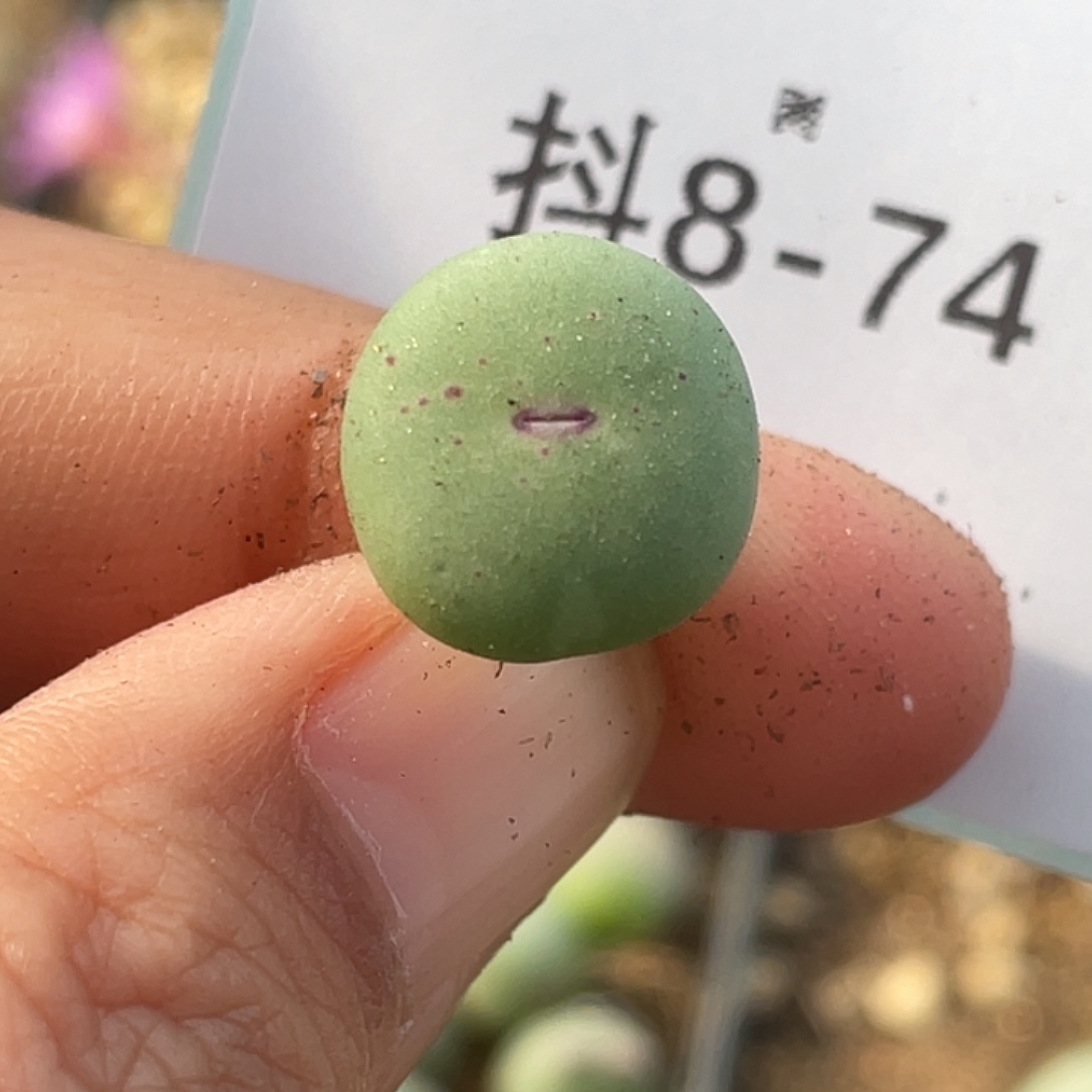 姬***君8-74肉锥多肉植物