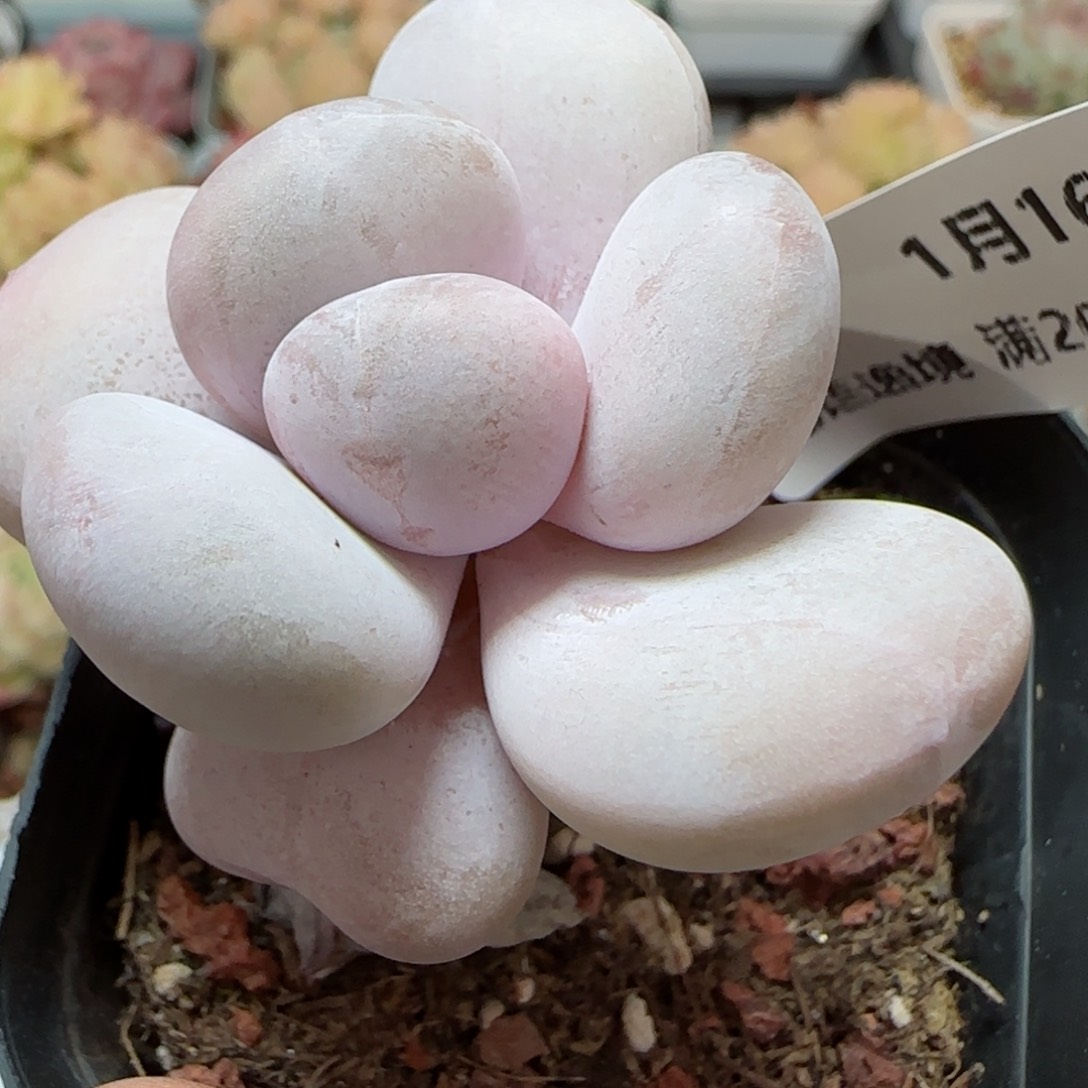 花语逸镜0116-43奶酪