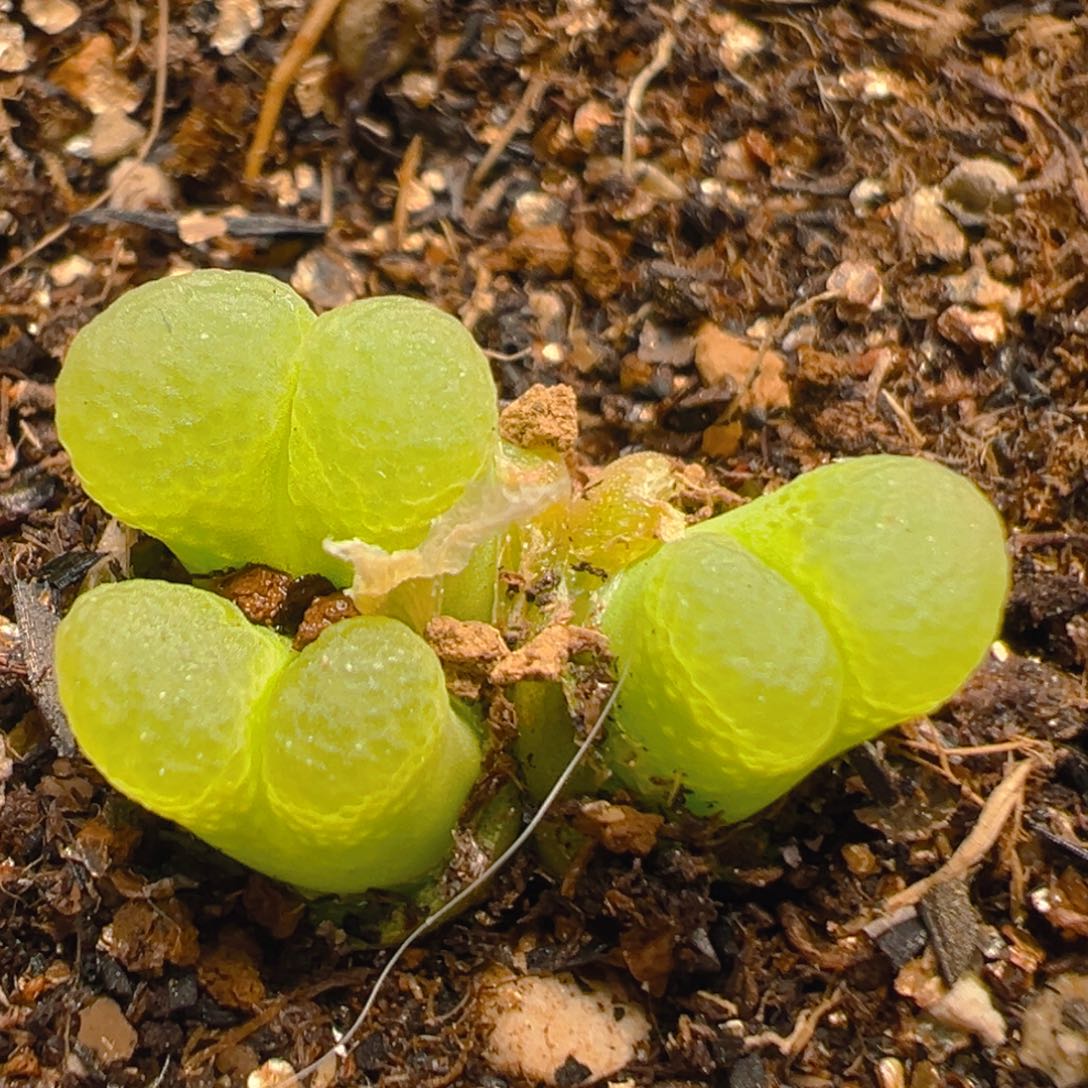 195多肉植物百科知识