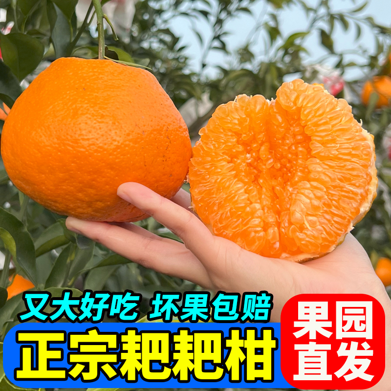 【又大又甜】四川春见耙耙柑新鲜应季水果粑粑柑橘整箱包邮批发价