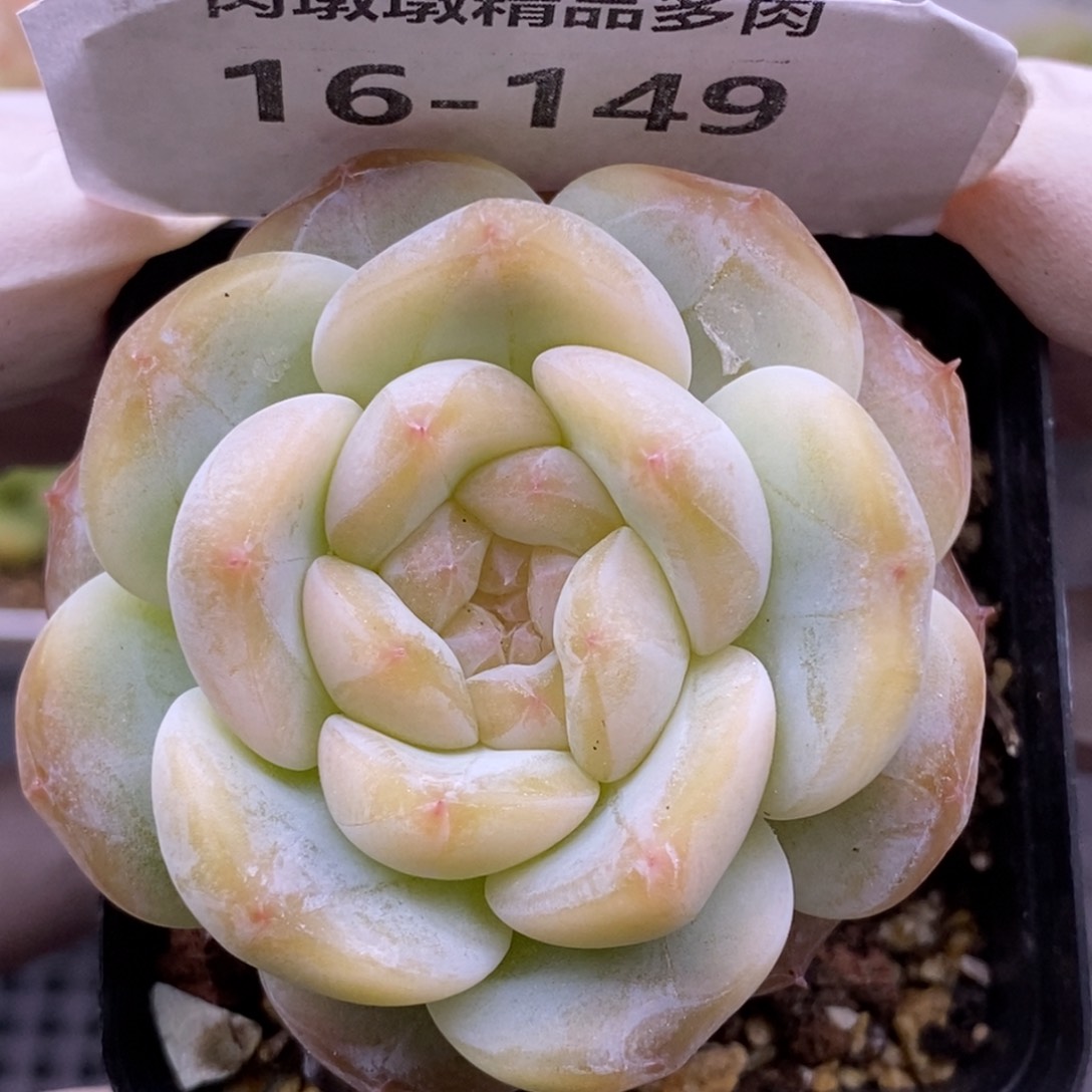 【闪购商品】16-149