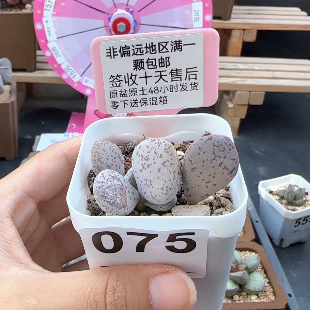 赚****乐075变量多肉植物