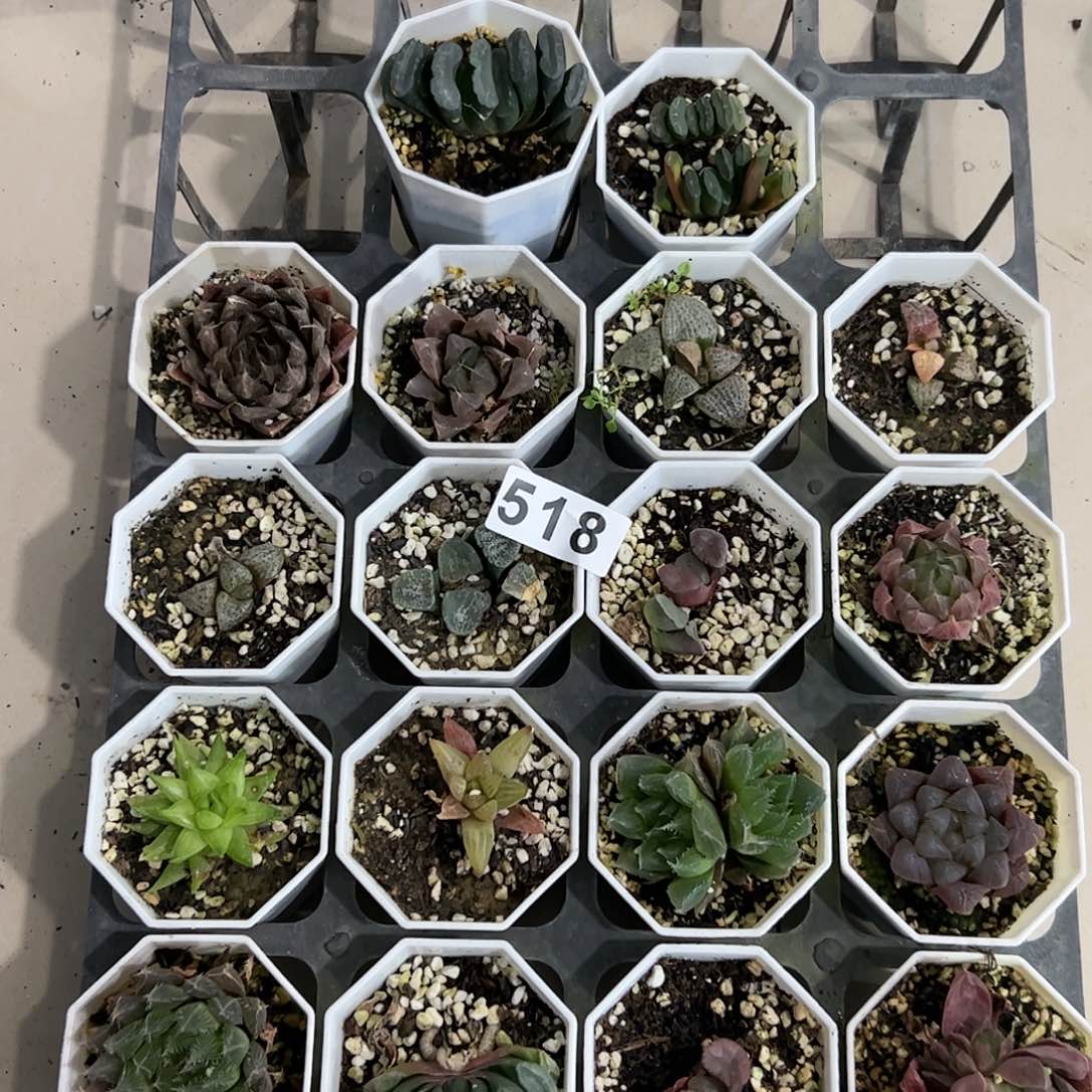 脱土带伤无根十二卷