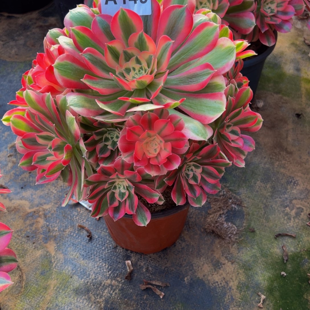 魏***来法师多肉植物粉女巫149