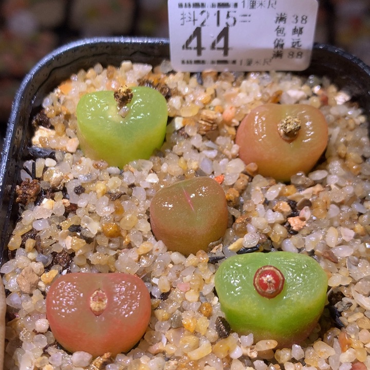 精品生石花215.44