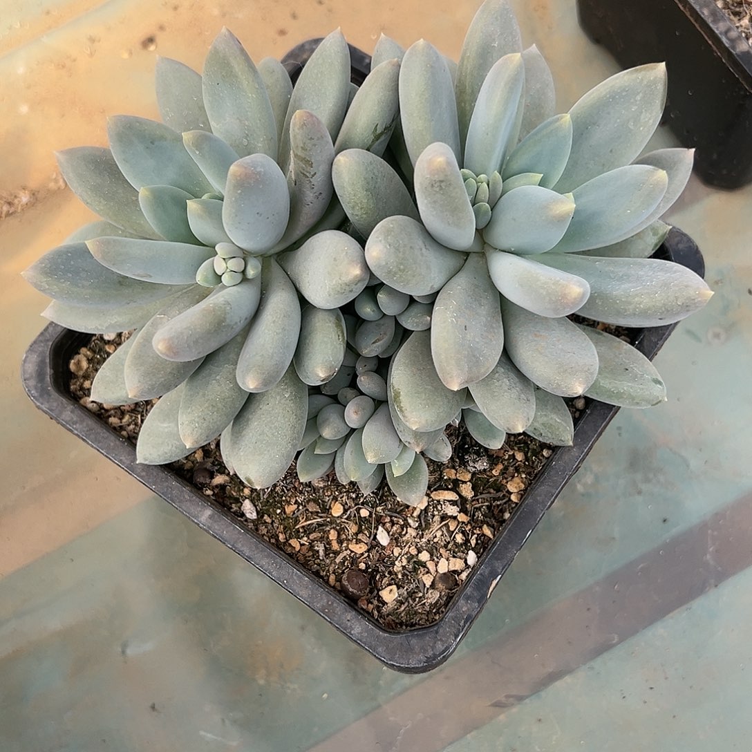 【闪购商品】哥特缀