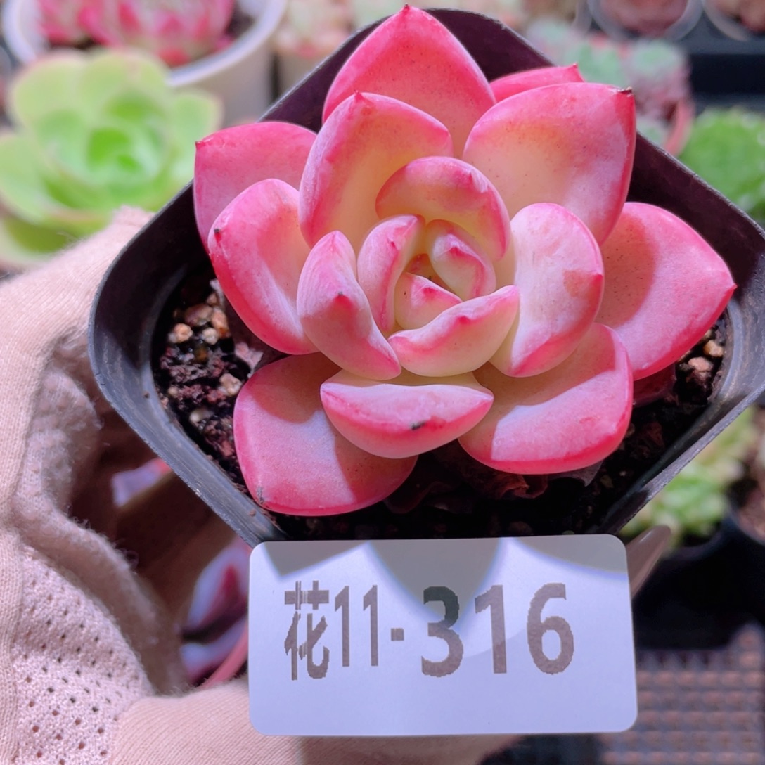 花利美11-316草莓泡芙