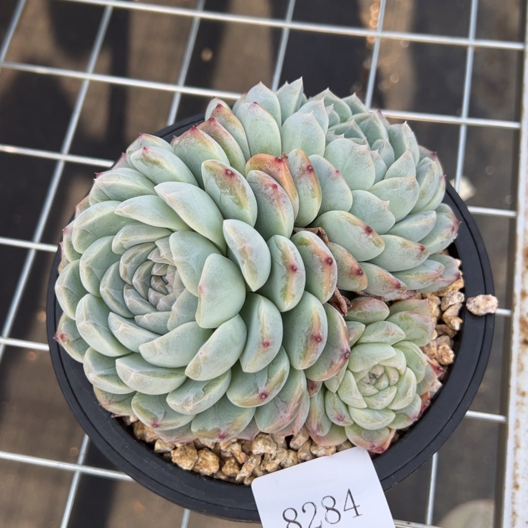 S****g8284多肉多啊多多