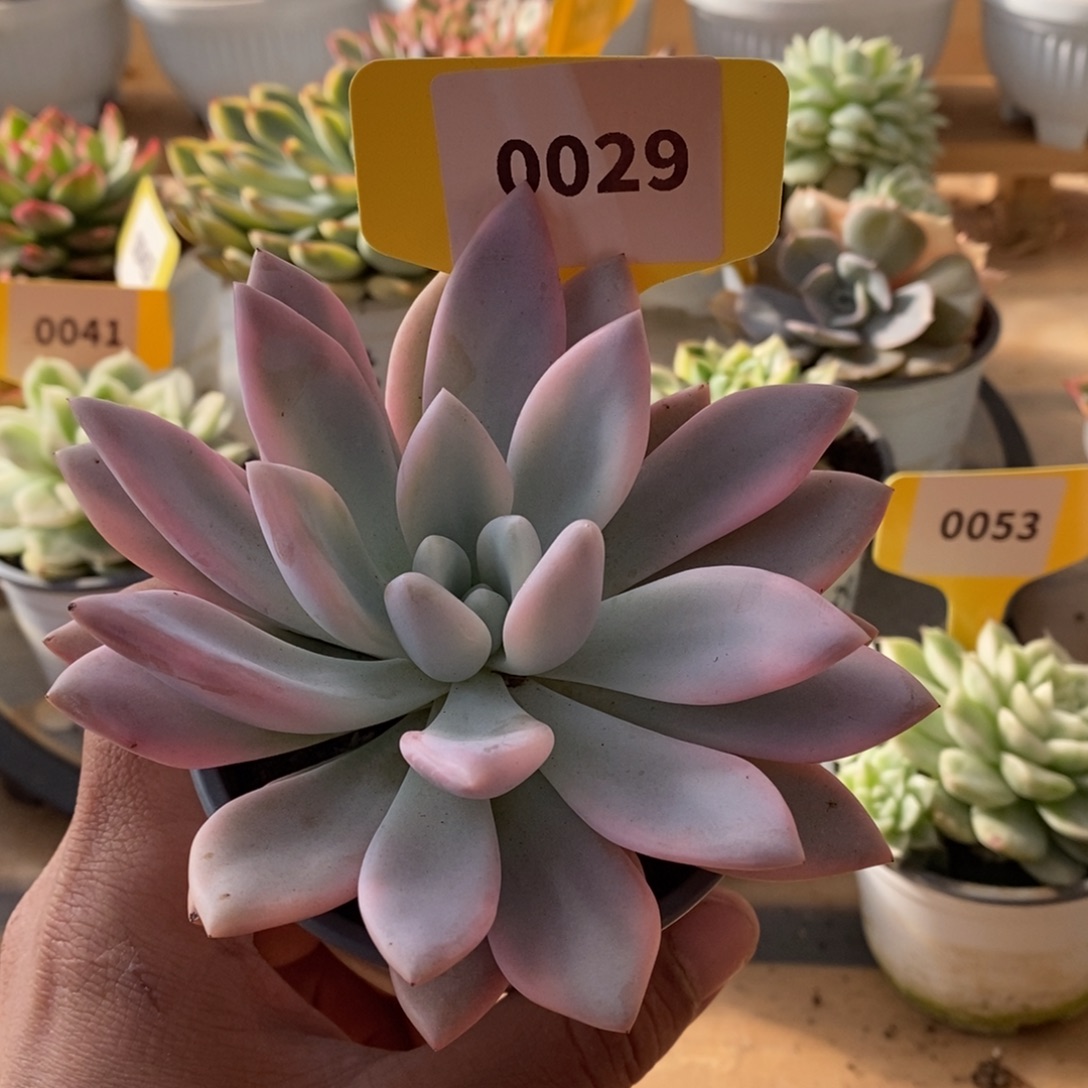0029奥普哈哈哈哈哈