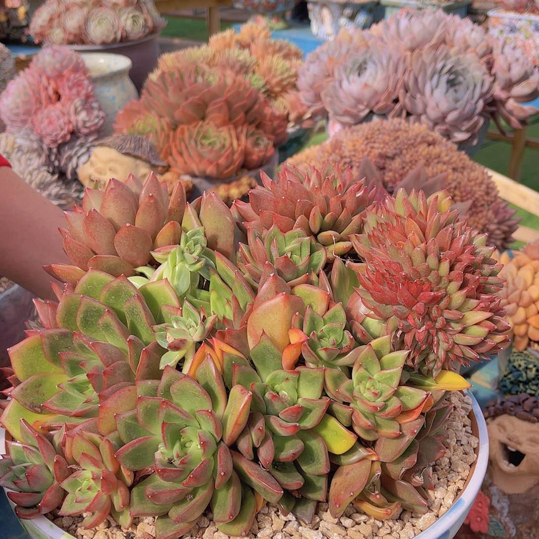 ㊗️**多肉铅笔个体栋不带盆