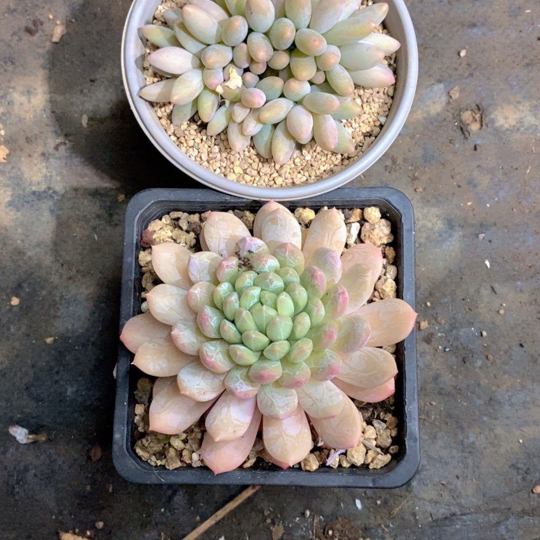 打***死兰地百达翡丽多肉植物
