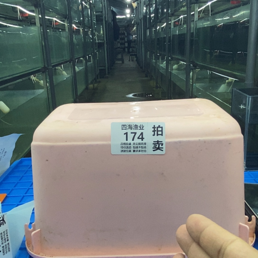 斗鱼包活不包损所见即所得174