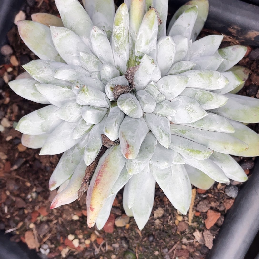 妈**皮拇指多头老桩8159