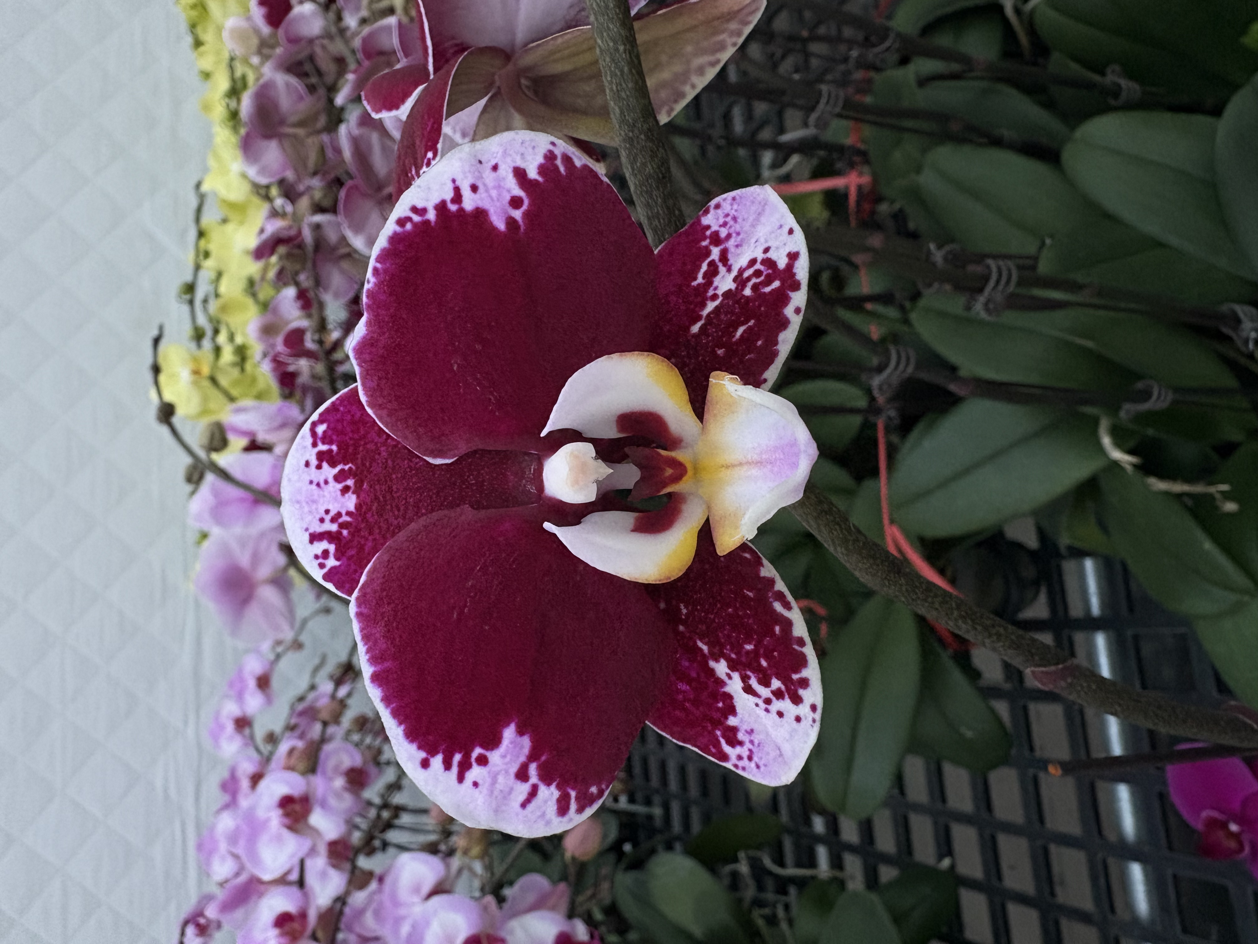蝴蝶兰【黑桃K】中花型 带花发货 稀有花色 高级花卉 室内美观