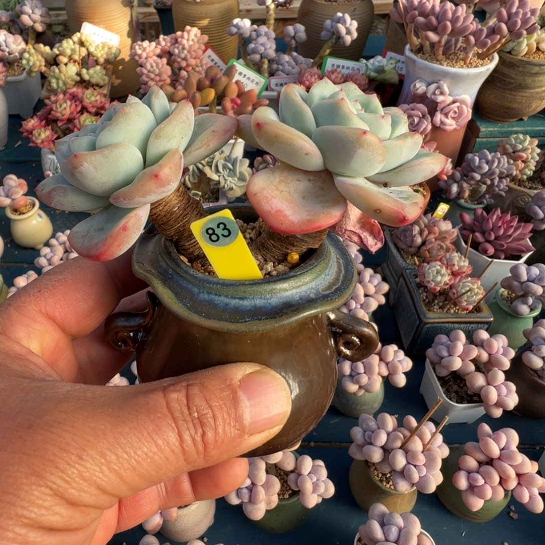 83号泡芙大粗腿老桩