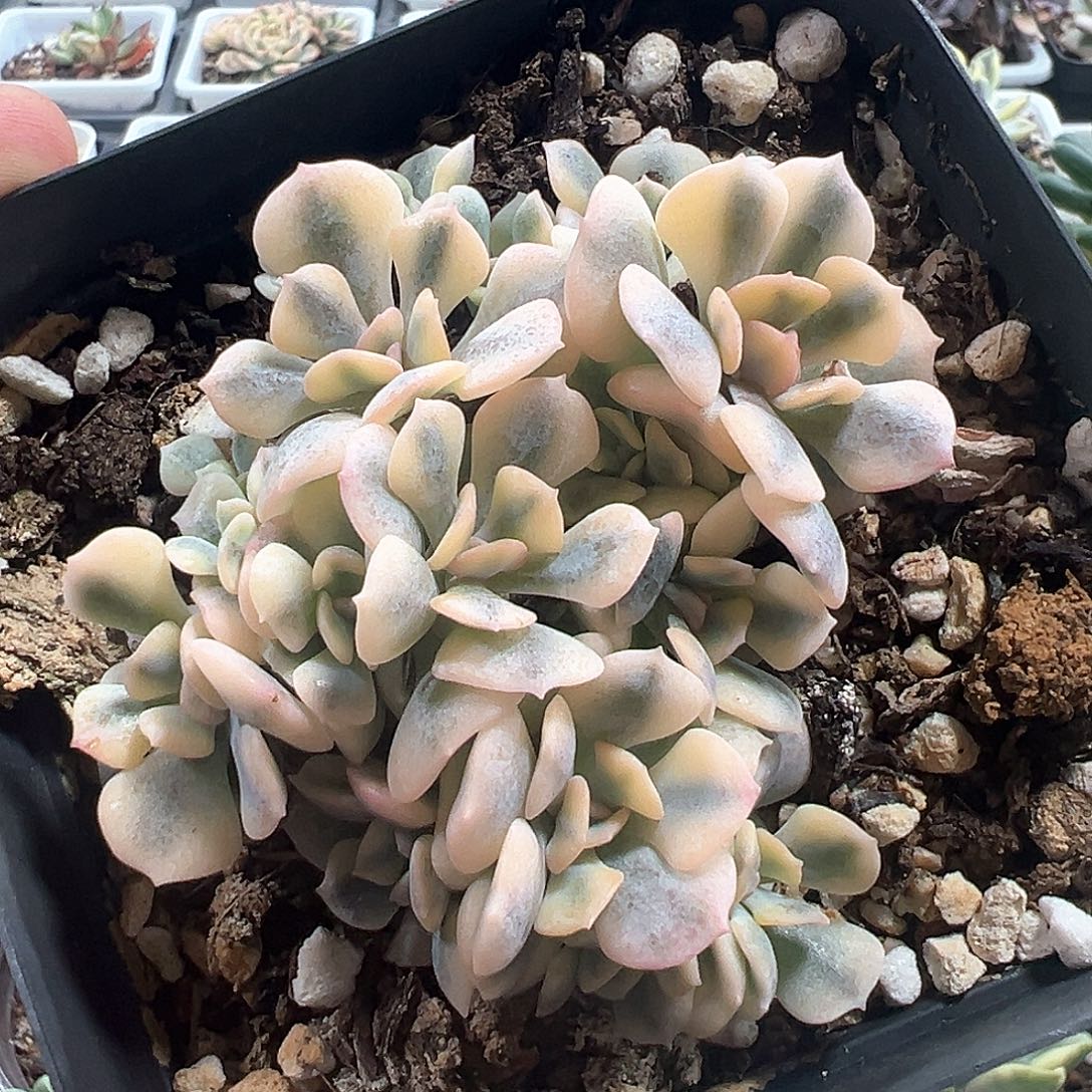 雪精灵锦朵朵缀化 小方花圃一物一拍