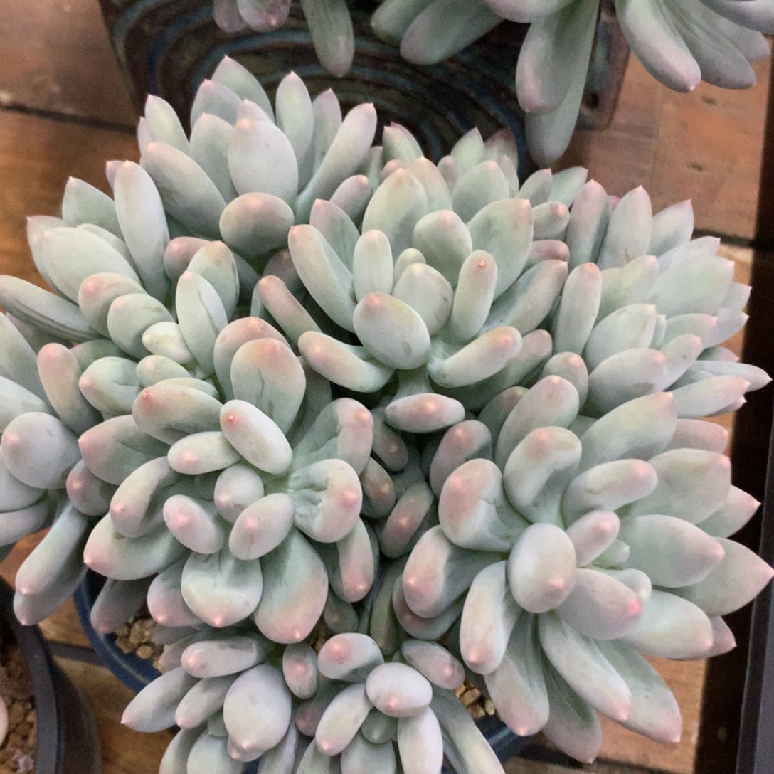 多肉植物 一物一拍