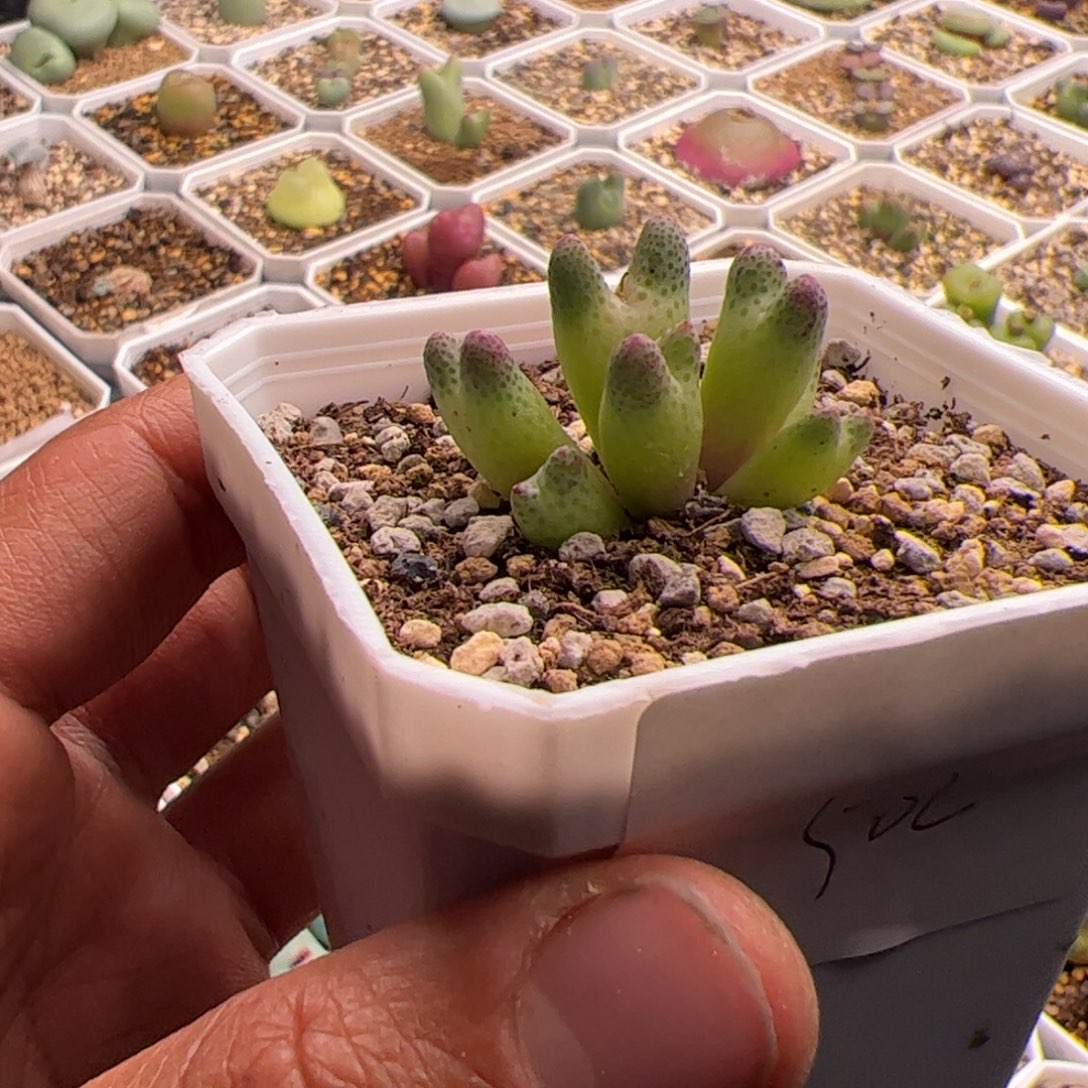 12.31火龙果杂多肉植物502