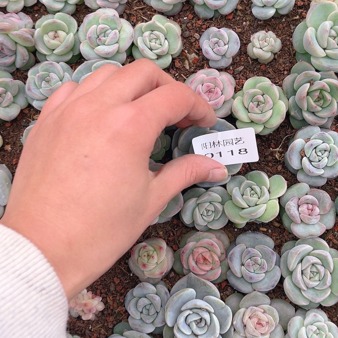 温***C多肉植物多肉植物118