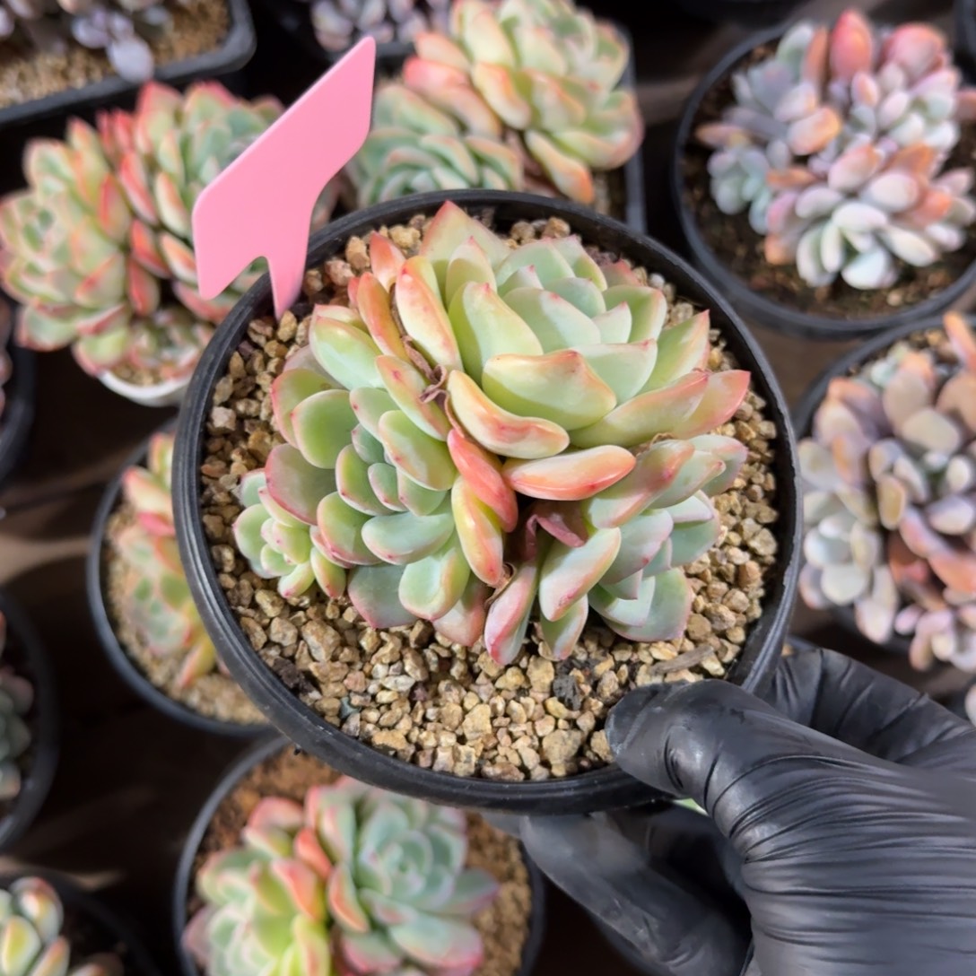 泡芙1111111111111111111111