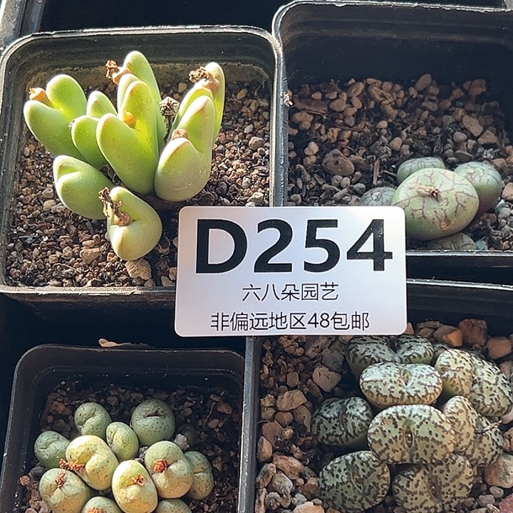 特价4颗肉锥1111多肉