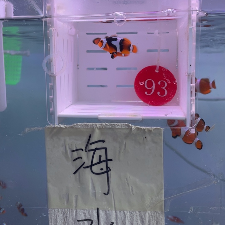 海水鱼精品背心2条2.-3