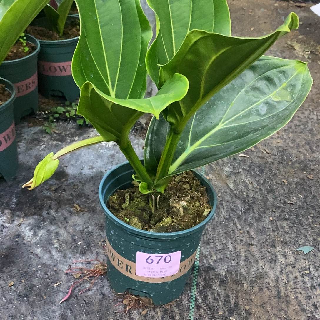 周*皮木本花卉670