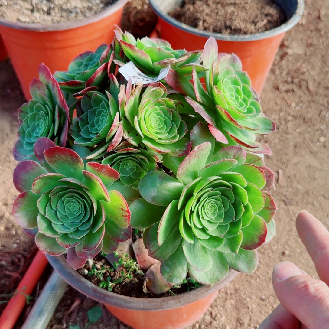 万圣夜法师多肉693