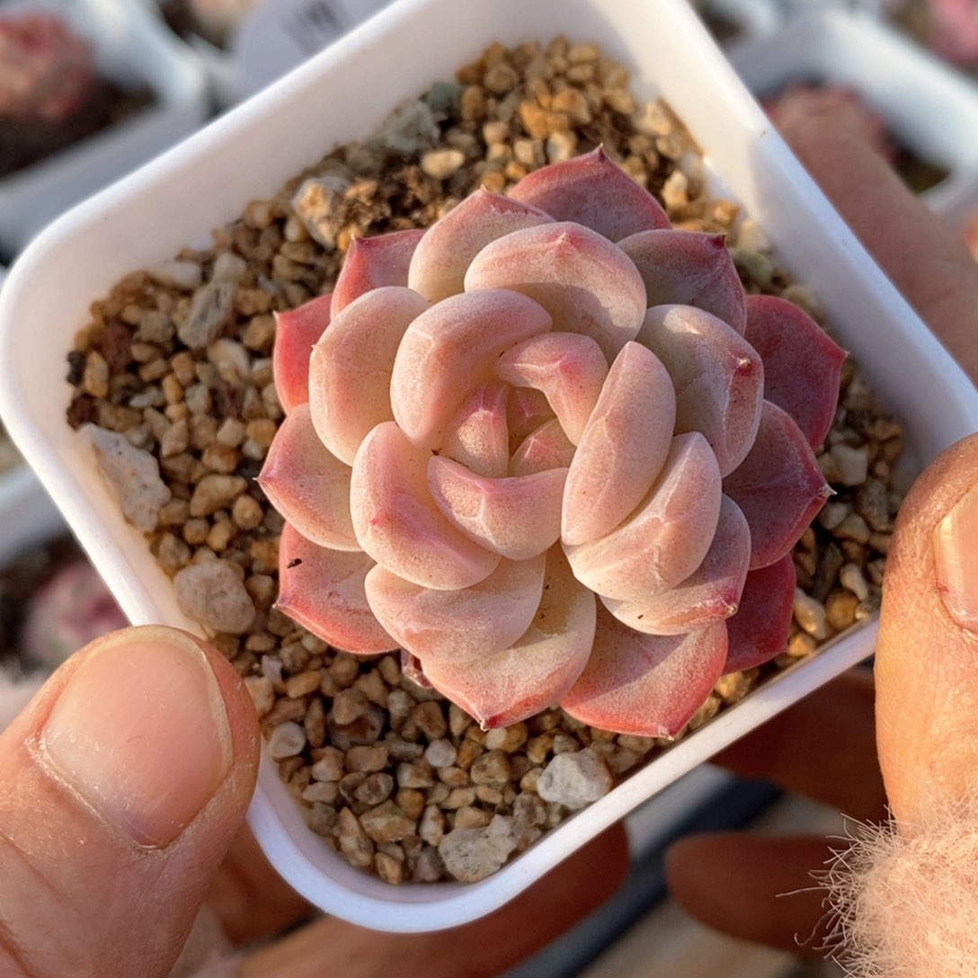 精品多肉一物一拍184