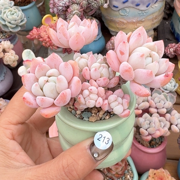 213 1多肉含盆土 30元包邮 除偏远